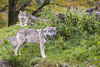 eurasian greywolf