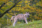 eurasian greywolf