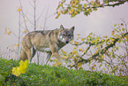 eurasian greywolf