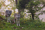 eurasian greywolf