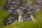 eurasian greywolf