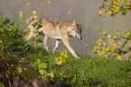 eurasian greywolf