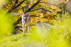 eurasian greywolf