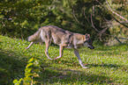 eurasian greywolf