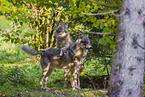 eurasian greywolf