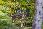 eurasian greywolf