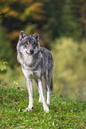 eurasian greywolf