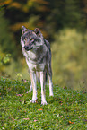 eurasian greywolf
