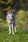 eurasian greywolf