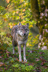eurasian greywolf