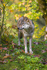 eurasian greywolf
