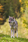 eurasian greywolf