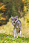 eurasian greywolf