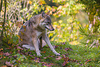 eurasian greywolf