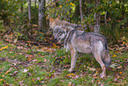 eurasian greywolf