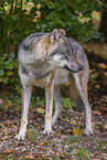 eurasian greywolf