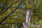 eurasian greywolf