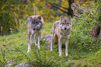 eurasian greywolf