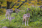 eurasian greywolf