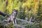 eurasian greywolf