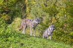eurasian greywolf