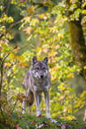 eurasian greywolf