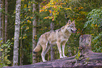 eurasian greywolf