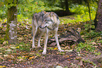 eurasian greywolf