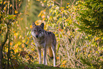 eurasian greywolf