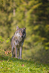 eurasian greywolf