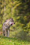 eurasian greywolf