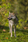 eurasian greywolf