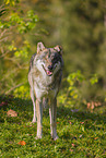 eurasian greywolf