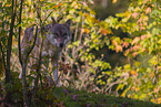 eurasian greywolf
