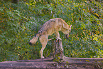 eurasian greywolf