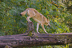 eurasian greywolf