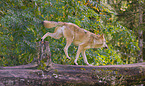 eurasian greywolf