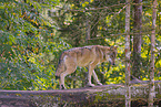 eurasian greywolf