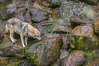 eurasian greywolf