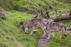 eurasian greywolf