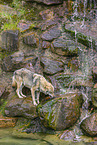 eurasian greywolf