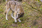 eurasian greywolf