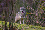 eurasian greywolf