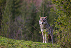 eurasian greywolf