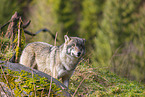 eurasian greywolf