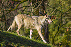 eurasian greywolf