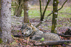 eurasian greywolf