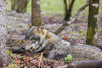eurasian greywolf