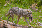 eurasian greywolfs