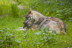 eurasian greywolfs